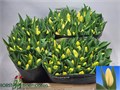 Тюльпан-Tulip-En Creme Silence_creem-42cm-40gr 47e5ffd9-f733-11ef-0a80-02e10007049e