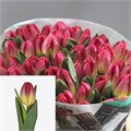 Тюльпан-Tulip-En Dutch Delight-36cm-34gr 47e948fe-f733-11ef-0a80-02e1000704a5