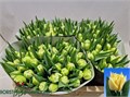 Тюльпан-Tulip-Du Avant Garde-37cm-39gr 47ed4b3a-f733-11ef-0a80-02e1000704ac