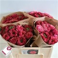 Роза-Rosa-Gr Country Garden-50cm 47f43d86-bfa5-11ec-0a80-0b4c0007c5c7