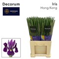 Ирис-Iris-Hong Kong-64cm-45gr 47f5abda-f733-11ef-0a80-02e1000704bb