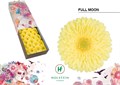 Гербера-Gerbera-Gr Full Moon-45cm 47f8c201-f6d9-11ef-0a80-0f6b000bdd2a