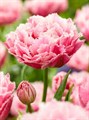 Тюльпан-Tulip-Du Ov_sugar Chrystal-35cm-34gr 47feda3c-f733-11ef-0a80-02e1000704ca