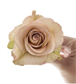 Роза-Rosa-Sensei-50cm-AG 4804af65-91a0-11ed-0a80-061c000e6c98