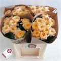 Роза-Rosa-Gr Golden Vuvuzela-60cm 480a7fc4-bfa5-11ec-0a80-0b4c0007c5da