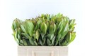 Леукадендрон-Leucadendron-Saf Goldstrik Spray-50cm 480b6bf0-f733-11ef-0a80-02e1000704de