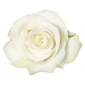 Роза-Rosa-Albatross-50cm-RO 480c48c9-26a1-11f0-0a80-0dfe0008b759