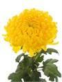Хризантема одн-Chrysant Gr-Pjotr-70cm-90gr 48128186-f733-11ef-0a80-02e1000704ed