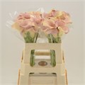 Калла-Calla-Royal Salsa-55cm 083dbda5-df03-11ee-0a80-0ce8003241b2
