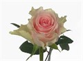 Роза-Rosa-Top Gear-50cm-RO 48152ae1-26a1-11f0-0a80-0dfe0008b762