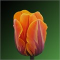 Тюльпан-Tulip-En Prinses Irene-36cm-24gr 4815b782-f6d9-11ef-0a80-0f6b000bdd30
