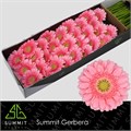 Гербера-Gerbera-Mi Juna-45cm 4817330f-8e1b-11f0-0a80-047e0026899a