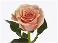 Роза-Rosa-Verona-50cm-RO 4817f554-26a1-11f0-0a80-0dfe0008b765