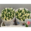 Тюльпан-Tulip-En Supermodel-34cm-32gr 481b31b0-f733-11ef-0a80-02e1000704fd