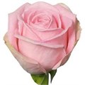Роза-Rosa-Heidi-50cm-RO 481d4ade-26a1-11f0-0a80-0dfe0008b76b