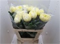 Хризантема одн-Chrysant Gr-Vienna Cream-80cm-170gr 0849b91e-774c-11ef-0a80-19250007cf1b