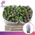 Гиацинт-Hyacinthus-Purple Star-32cm 481ea0b9-f733-11ef-0a80-02e100070506