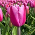 Тюльпан-Tulip-En Argos-40cm-42gr 481f4f2a-f6d9-11ef-0a80-0f6b000bdd3c