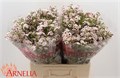 Ваксфлауэр-Chamelacium-Katrien-70cm-45gr 48221ce7-8e1b-11f0-0a80-047e0026899d