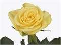 Роза-Rosa-Yelloween-50cm-RO 48247c2b-26a1-11f0-0a80-0dfe0008b774