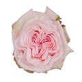 Роза-Rosa-Pink O´hara-50cm-PE 4824ca21-bfa9-11ec-0a80-0b4c000b6a4e