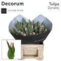 Тюльпан-Tulip-En Dynasty-38cm-28gr 48259c77-f733-11ef-0a80-02e100070511