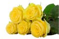 Роза-Rosa-Good Times-50cm-RO 4826f0c4-26a1-11f0-0a80-0dfe0008b777