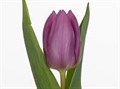 Тюльпан-Tulip-En Pikant_purple-36cm-26gr 482813f5-f733-11ef-0a80-02e10007051a