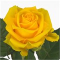 Роза-Rosa-Penny Lane-50cm-RO 4829774d-26a1-11f0-0a80-0dfe0008b77a