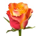 Роза-Rosa-Downtown-50cm-RO 482ba232-26a1-11f0-0a80-0dfe0008b77d