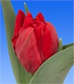 Тюльпан-Tulip-Du Old Faithful-38cm-44gr 482ebbc2-f6d9-11ef-0a80-0f6b000bdd45