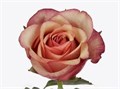 Роза-Rosa-Vintage-50cm-RO 483031ca-26a1-11f0-0a80-0dfe0008b783