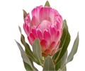 Протея-Protea-Brenda-60cm 00675083-bfa5-11ec-0a80-0b4c00077f2b