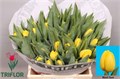 Тюльпан-Tulip-En Novi Sun-40cm-41gr 4830f64f-f6d9-11ef-0a80-0f6b000bdd48
