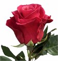 Роза-Rosa-Tacazzi-50cm-RO 48328cad-26a1-11f0-0a80-0dfe0008b786
