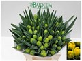 Тюльпан-Tulip-Du Bartzella-38cm-36gr 4833273f-f6d9-11ef-0a80-0f6b000bdd4b