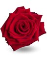 Роза-Rosa-Explorer-60cm-RO 4834e50d-26a1-11f0-0a80-0dfe0008b789