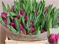 Тюльпан-Tulip-Du Ov-38cm-30gr 483d3973-f6d9-11ef-0a80-0f6b000bdd54