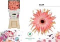 Гербера-Gerbera-Kv Gerpasta Saar Diamond X45-50cm 48406ec6-8e1b-11f0-0a80-047e002689a6