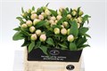 Пион-Paeonia-Chiffon Parfait-60cm 484072fb-1b28-11ee-0a80-09ba00094dfb
