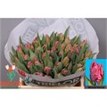 Тюльпан-Tulip-Pa Marvel Parrot-39cm-29gr 48424964-f733-11ef-0a80-02e100070543