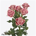 Роза куст-Rosa sp-Flinderslane-60cm-RO 4845700d-26a1-11f0-0a80-0dfe0008b79e