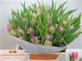 Тюльпан-Tulip-Du Salmon Price-38cm-38gr 484666e3-f733-11ef-0a80-02e10007054c