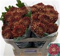 Хризантема одн-Chrysant Gr-Ankara Red-70cm-110gr 0864c4d1-774c-11ef-0a80-19250007cf1e
