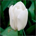 Тюльпан-Tulip-En Snowboard_update Antark-40cm-30gr 484a45d1-f733-11ef-0a80-02e10007054f