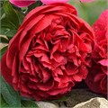 Пион-Paeonia-Diana Parks-PN 484bcaf5-797a-11ee-0a80-074700186b6d