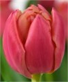 Тюльпан-Tulip-Du Pink Symbiose-40cm-42gr 484c6ef5-f6d9-11ef-0a80-0f6b000bdd5a