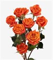 Роза куст-Rosa sp-Babe-60cm-RO 484eab89-26a1-11f0-0a80-0dfe0008b7aa