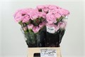 Гвоздика ст-Dianthus st-Clearwater R-70cm 484ef3dc-1b28-11ee-0a80-09ba00094dfe