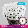 Хризантема куст-Chrysant Tr-Mirana-70cm-80gr 086b2632-c530-11f0-0a80-042d002513eb